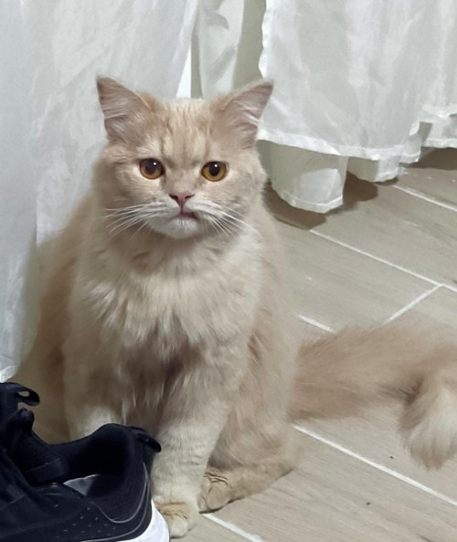 Canelo
