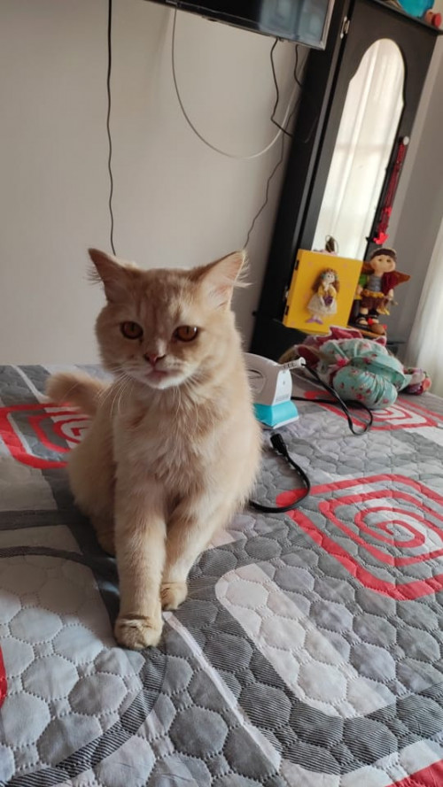 Canelo
