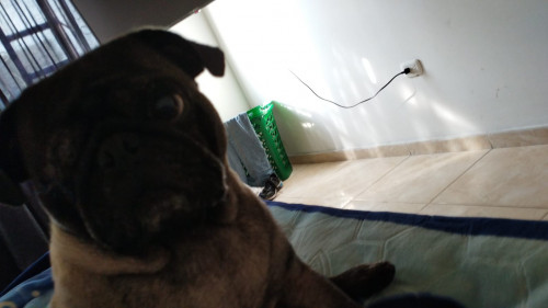 Odin
