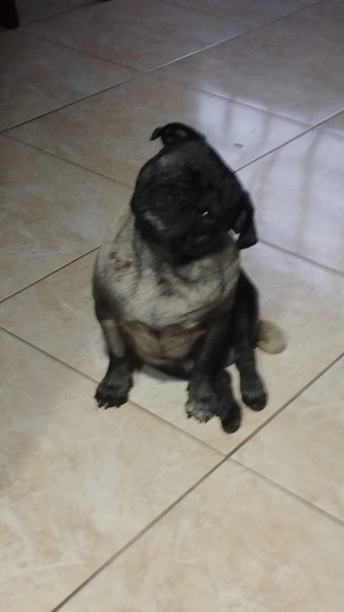 Odin