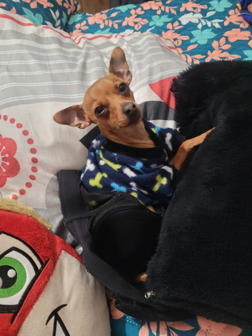 Chocolate