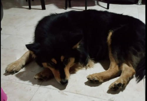 Maya 