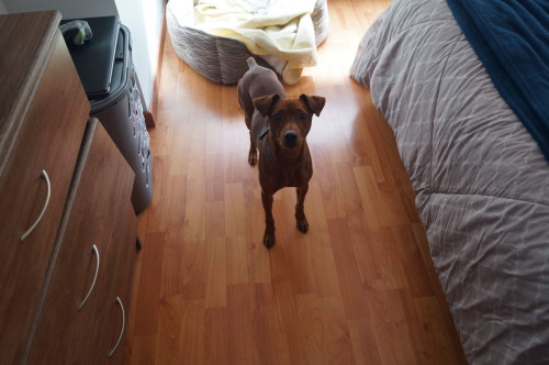 Max