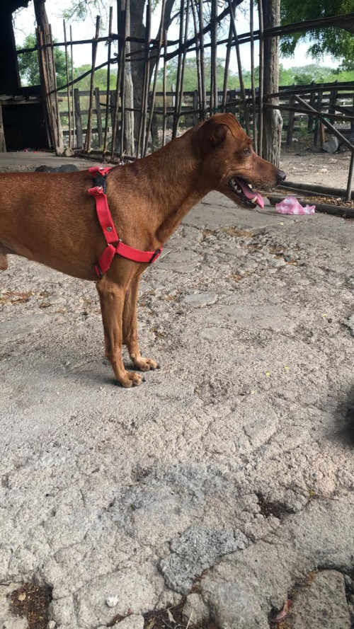 Max