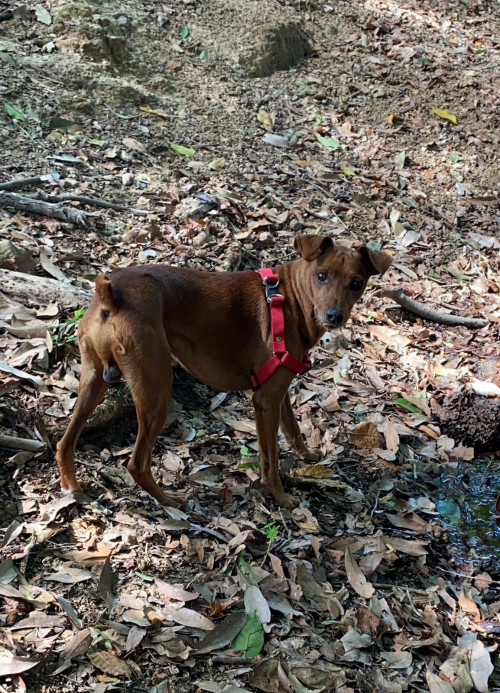 Max