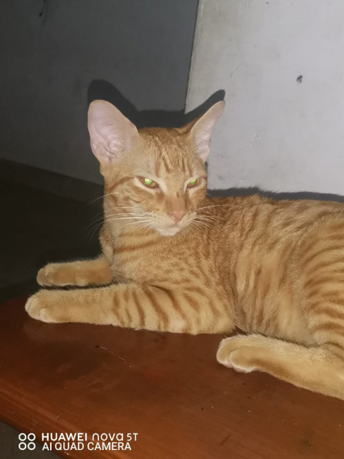 Max