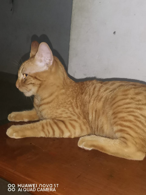 Max