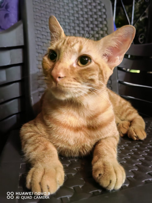 Max