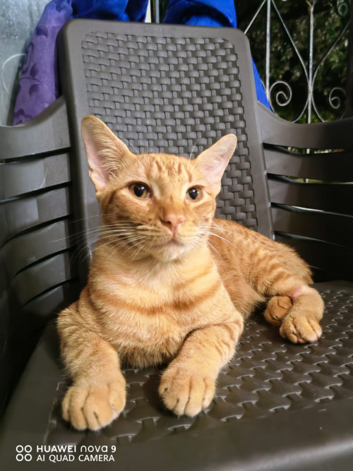 Max