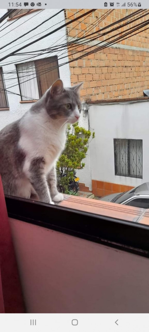 Lola