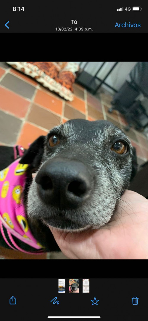 Tomasa