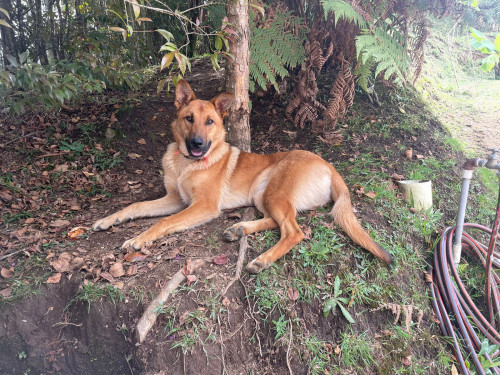 Dana