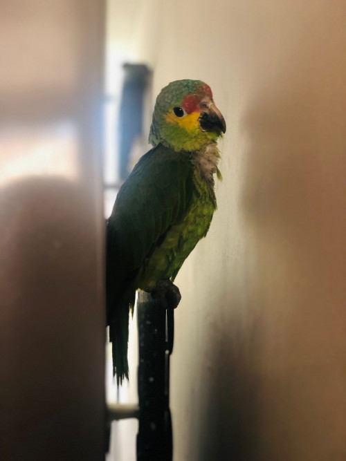 Tulio
