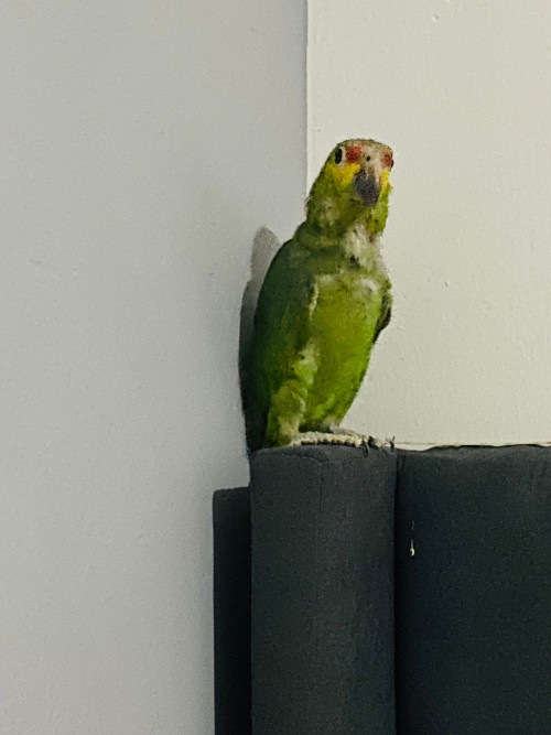 Tulio