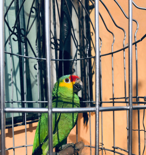 Tulio