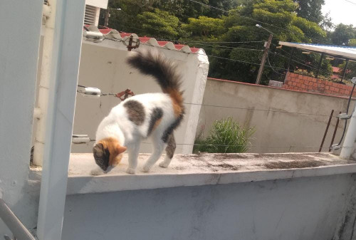Lulú