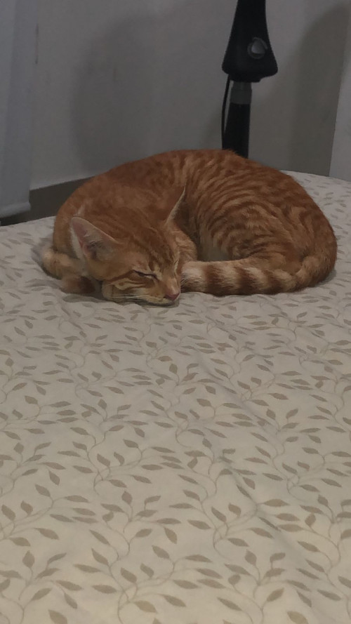 Oliver