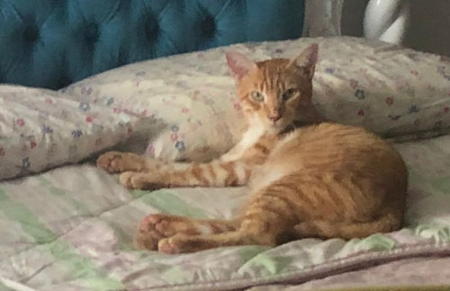 Oliver