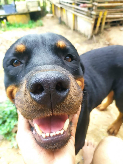 Max