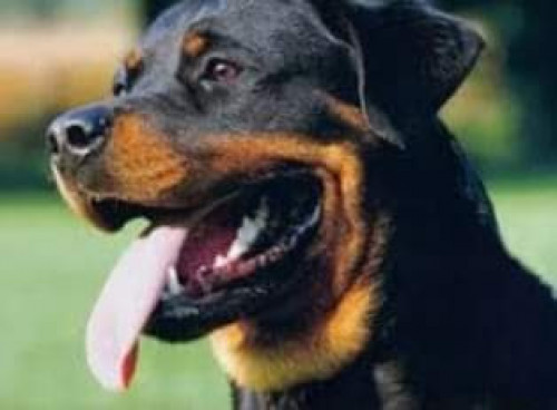 Max