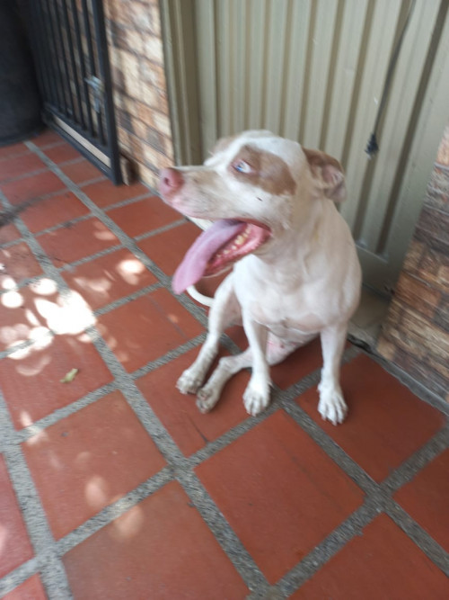 Niña