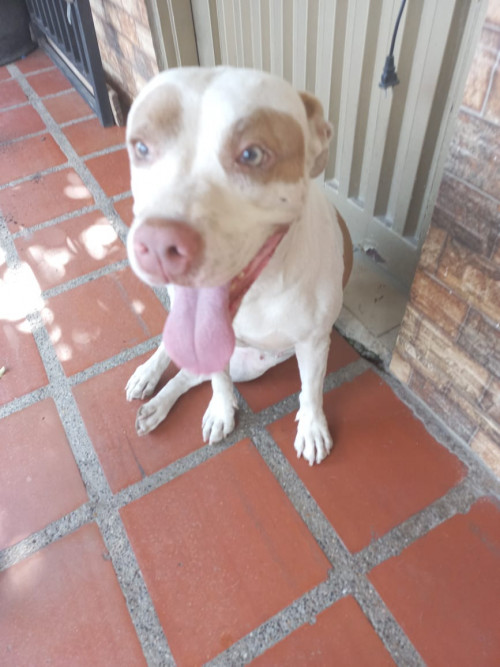 Niña