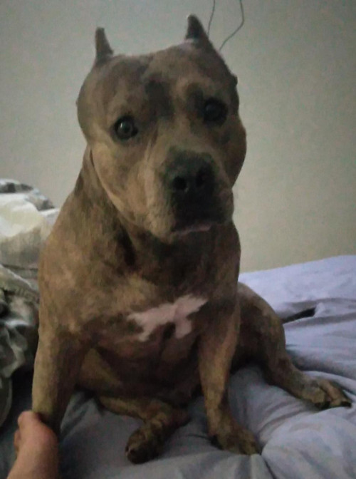 Duke