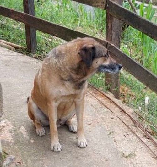 Coronel
