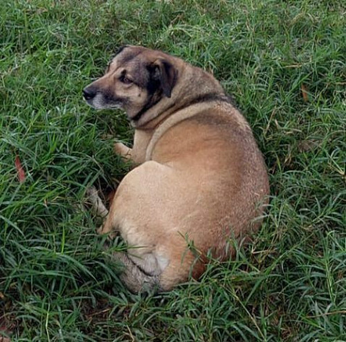 Coronel