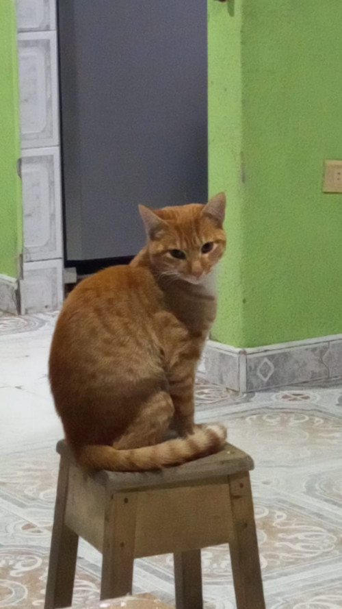 Milán