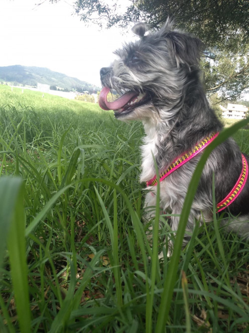 Cloy