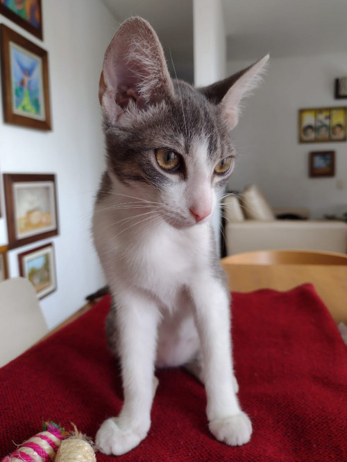 Dulce