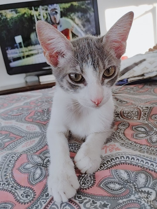Dulce