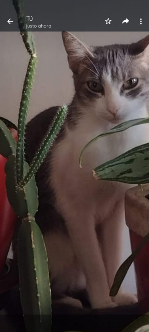 Dulce
