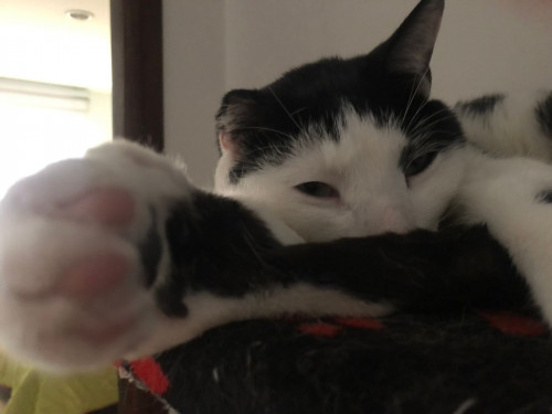 Tom