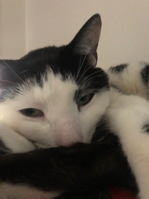 Tom