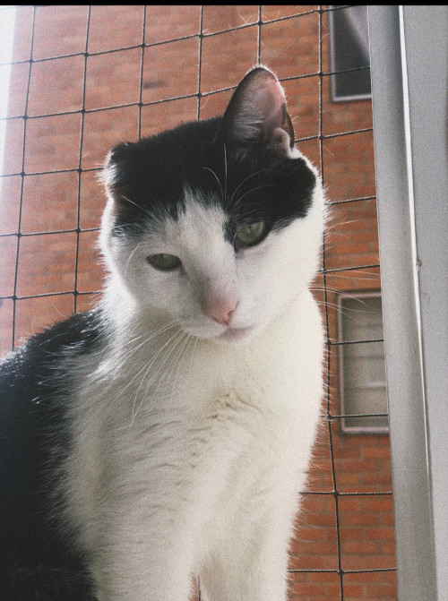Tom