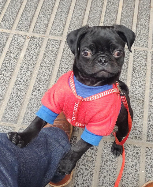 Bruno