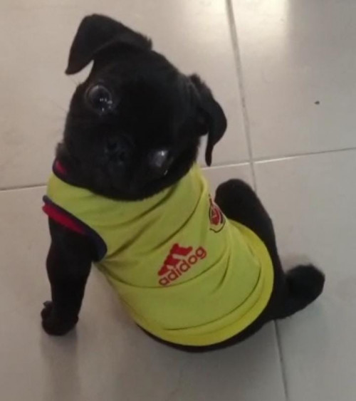 Bruno