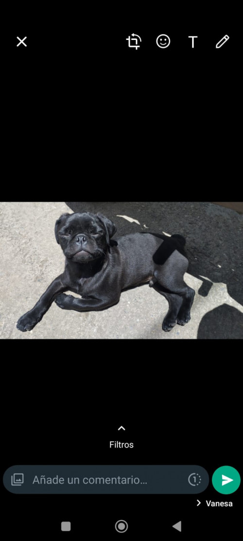 Bruno