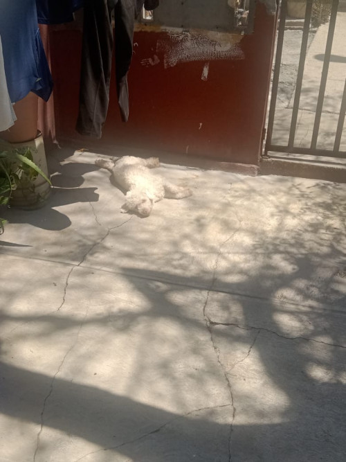 Gustavo