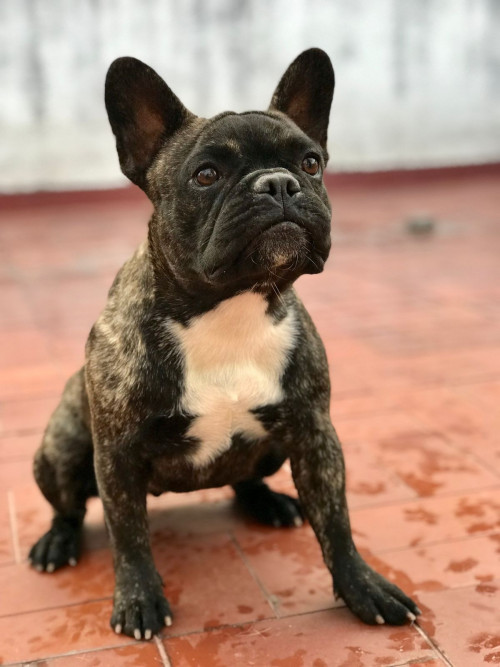 Arya 