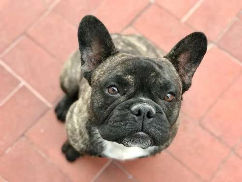 Arya 