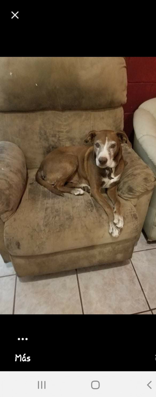 Canelo