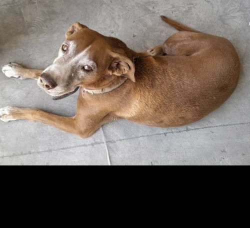 Canelo