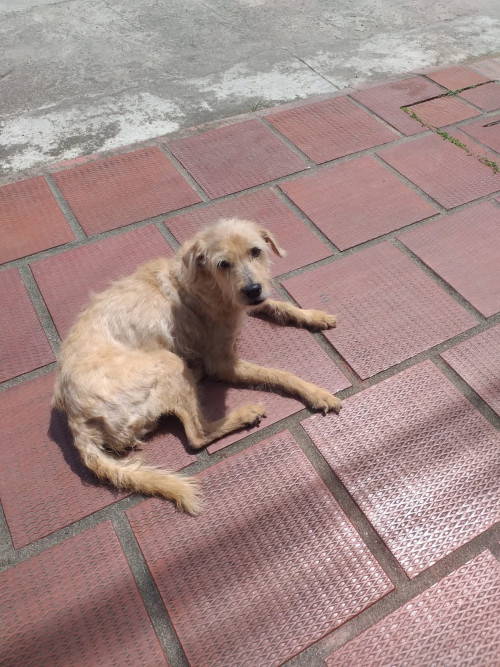 Arenita