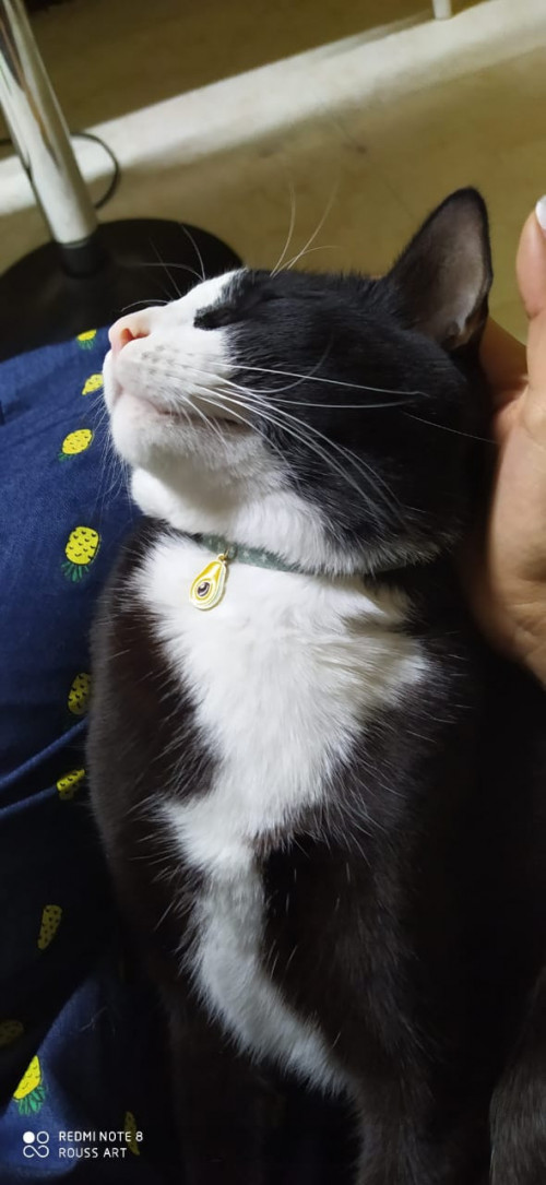 Kichiro