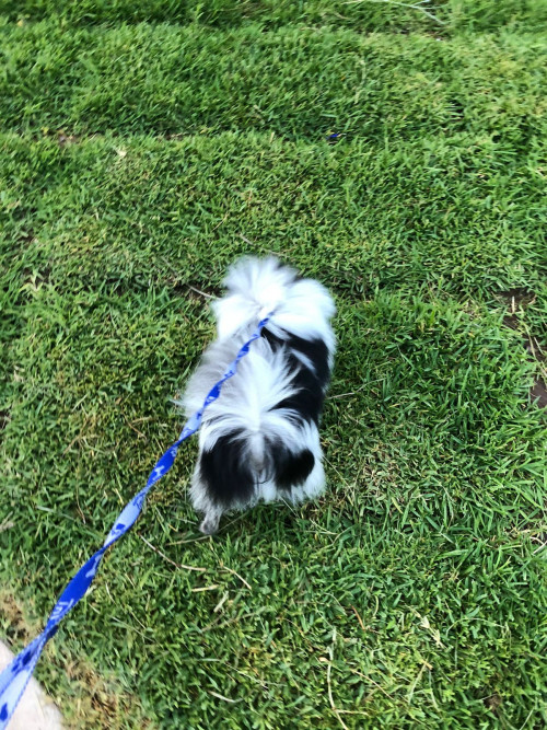 Coco