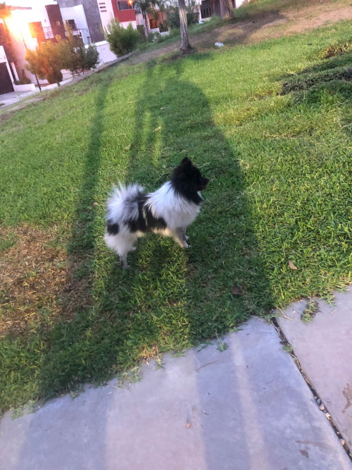 Coco