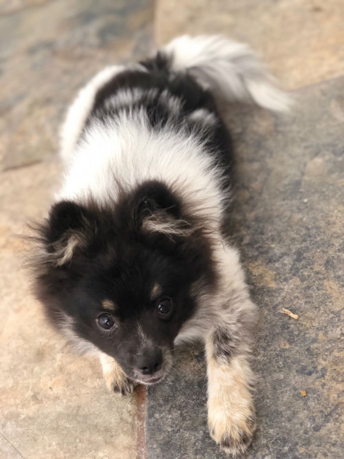 Coco